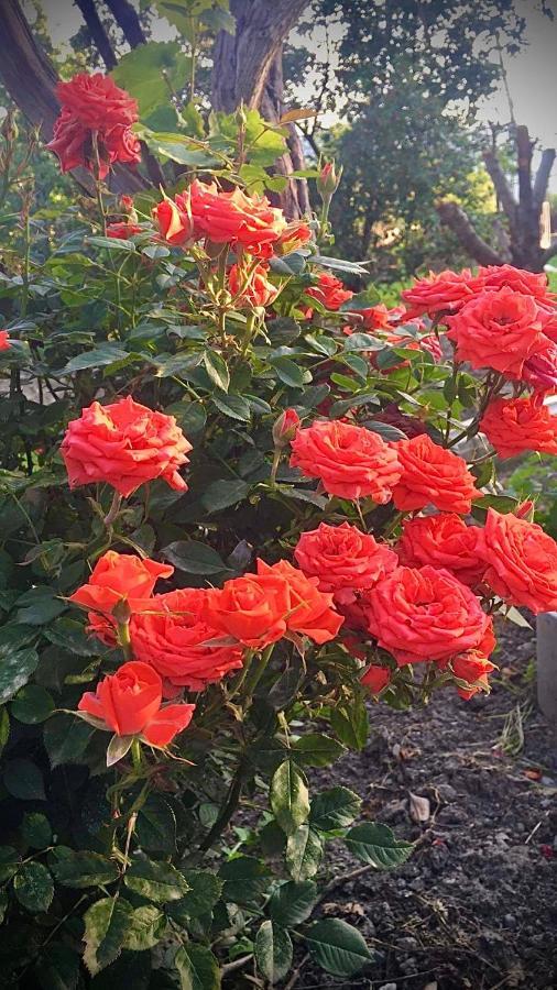 Ekas Rosengarten Гори Экстерьер фото
