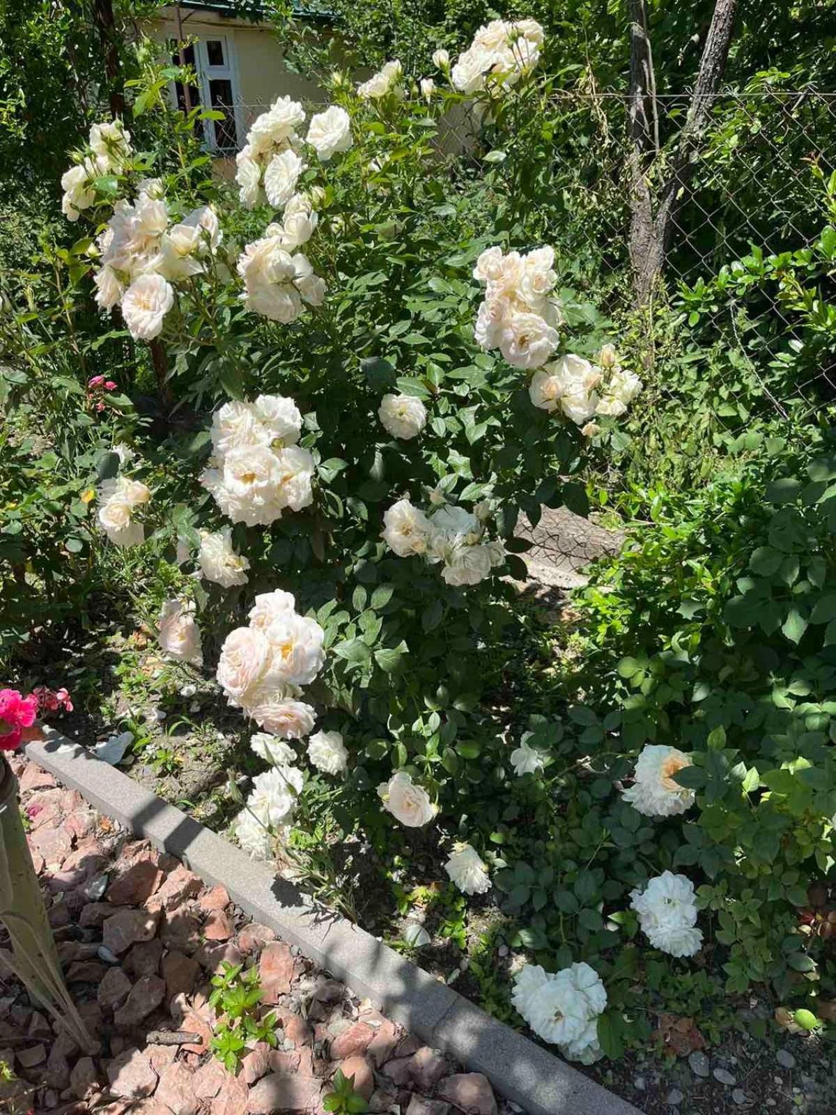 Ekas Rosengarten Гори Экстерьер фото